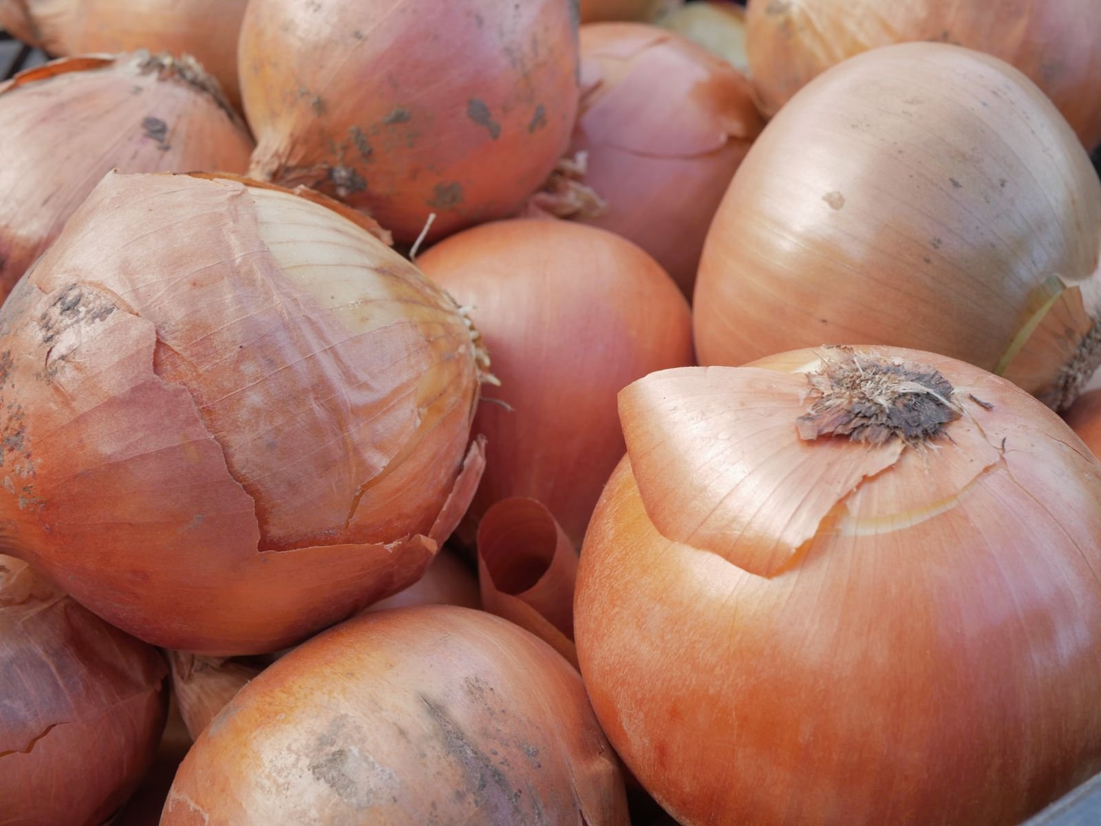 Bulk Onion Logistics