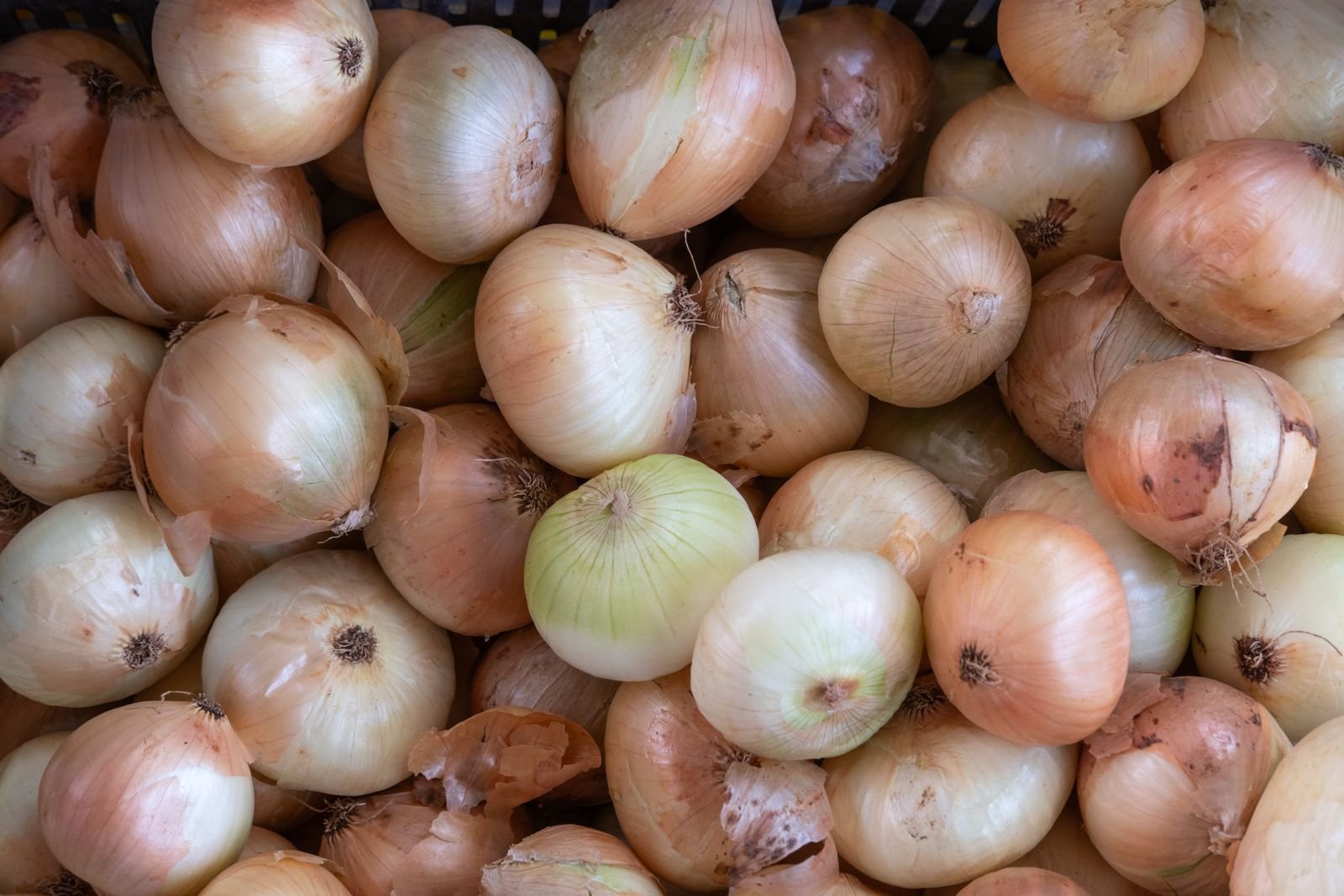 Onion Powder Processing