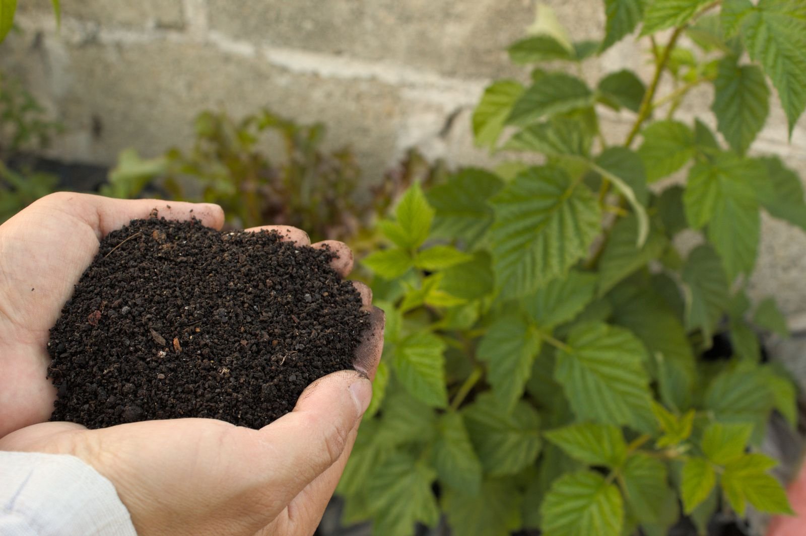 Organic Fertilizers Import Export - Premium Quality