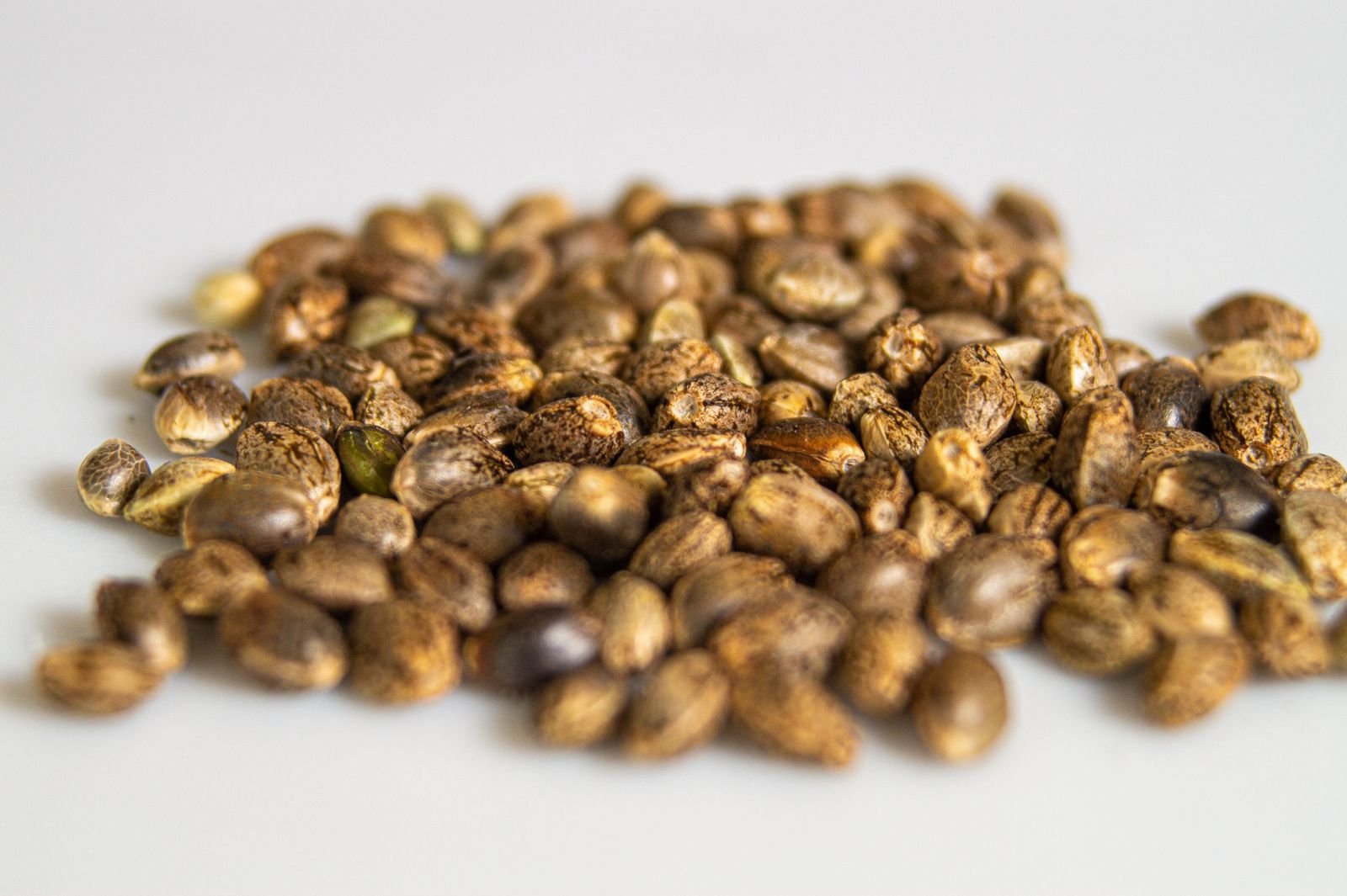 Certified Quality Organic Seeds