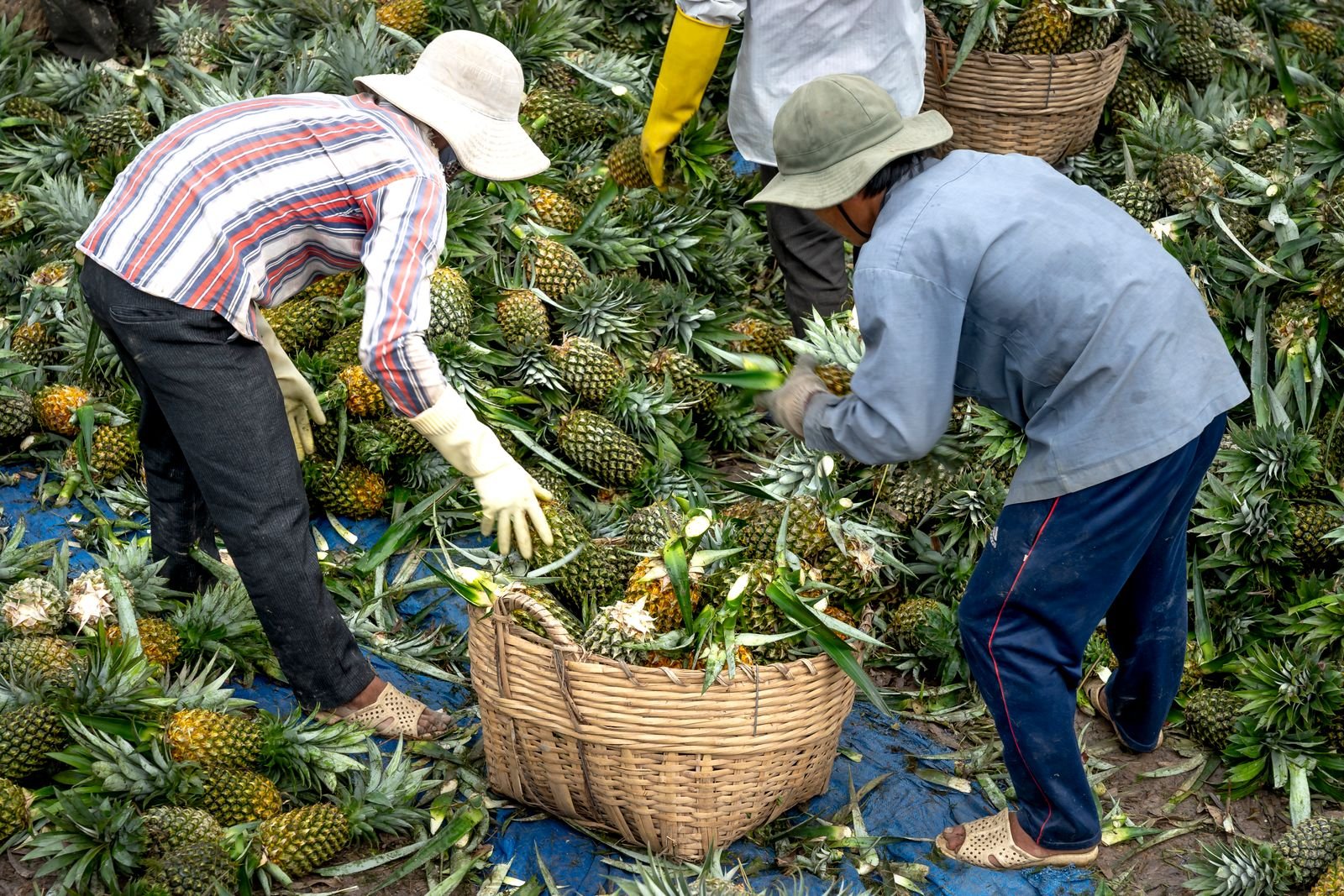Organic Pineapple Sourcing