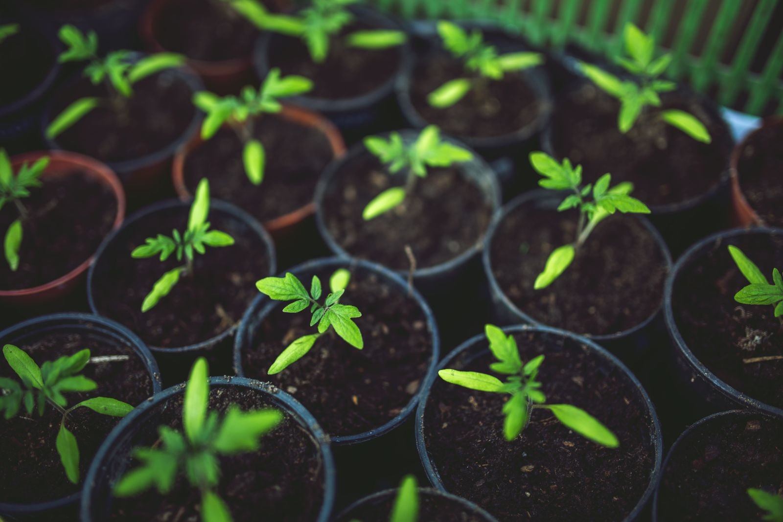 Cytokinin Growth Regulators