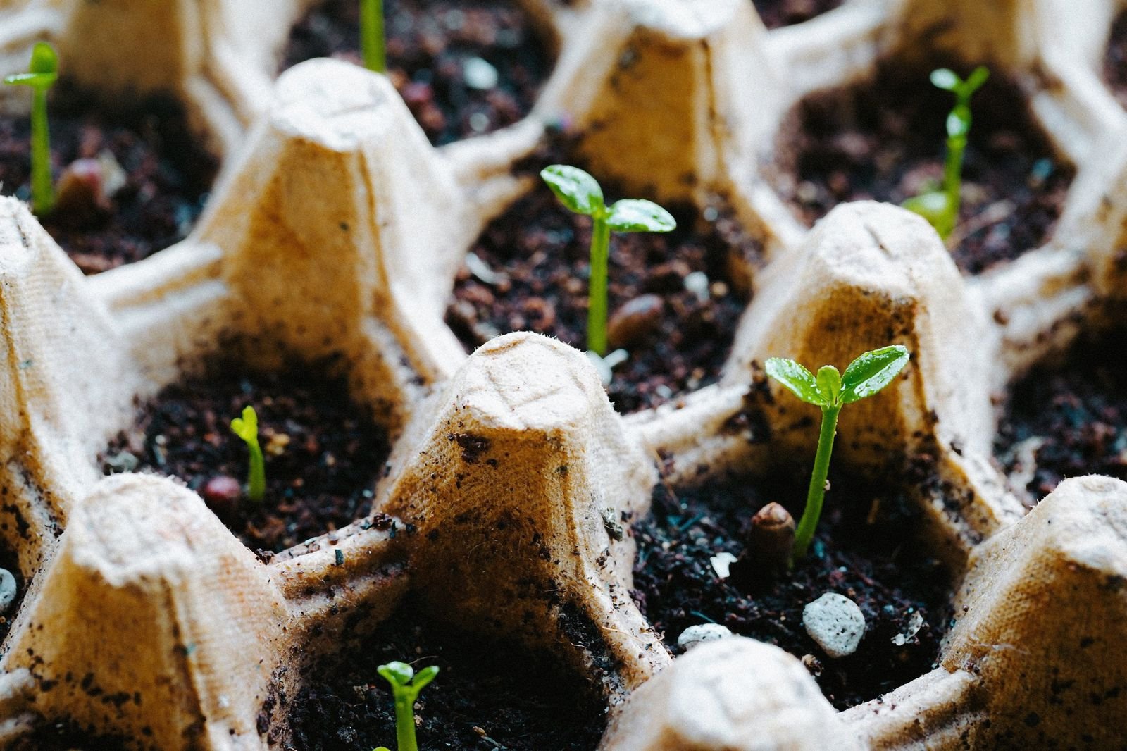 Auxin-Based Plant Hormones