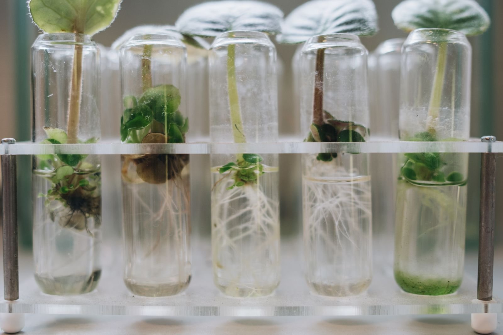 Rooting Hormone Formulations