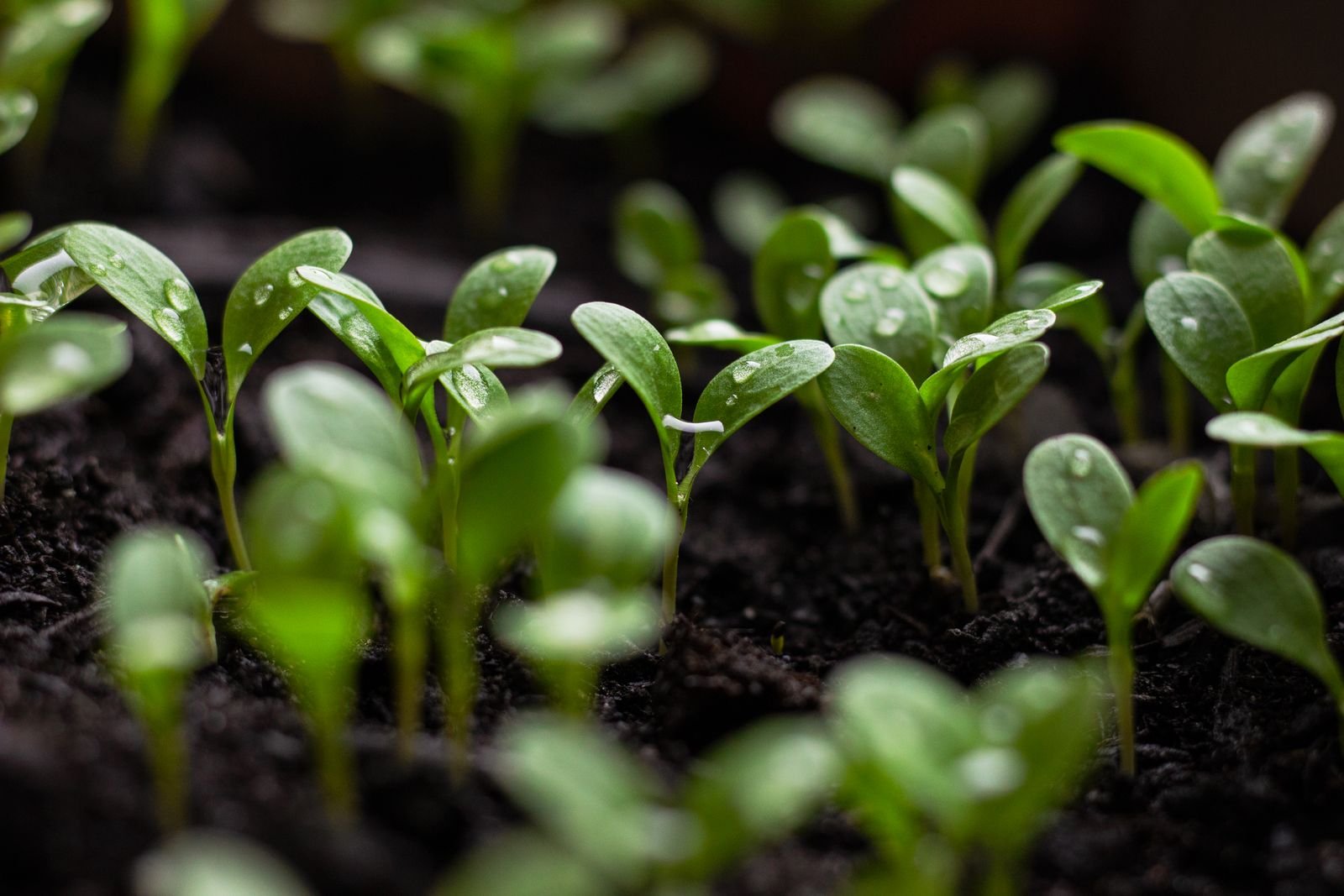 Plant Growth Retardants