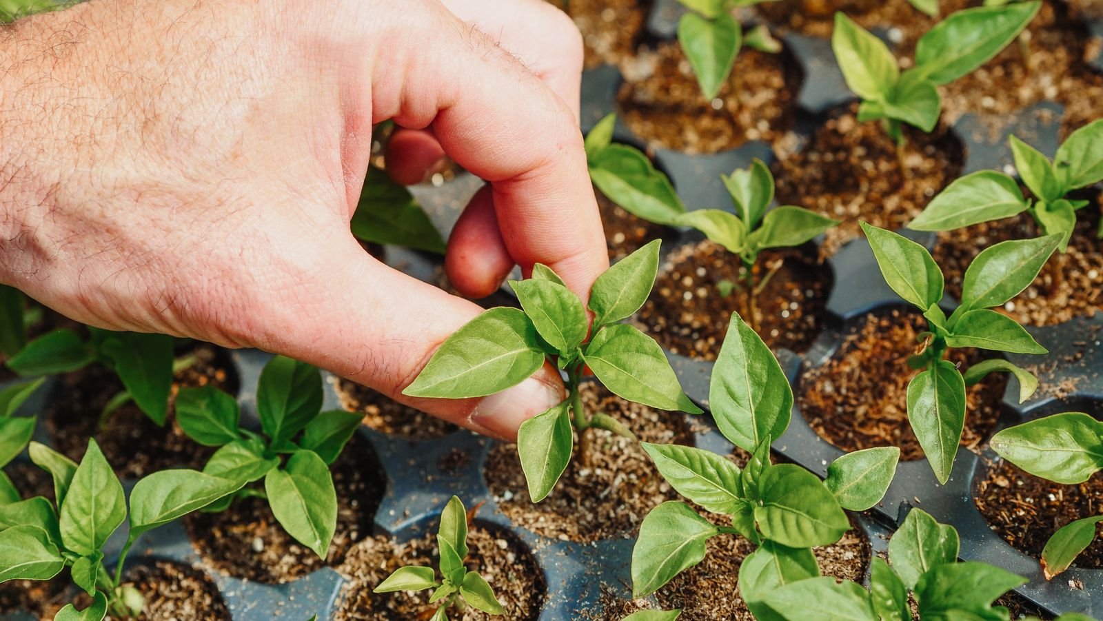 Organic Bio-Stimulants
