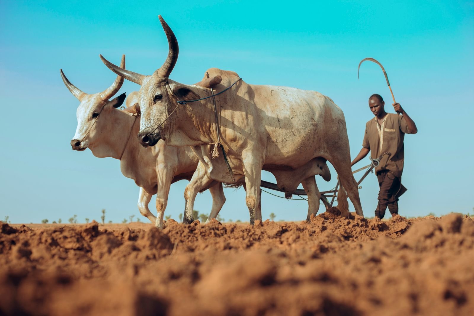 Chisel Ploughs