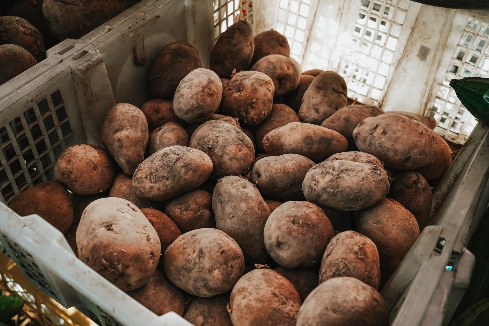 Fresh Potato Export
