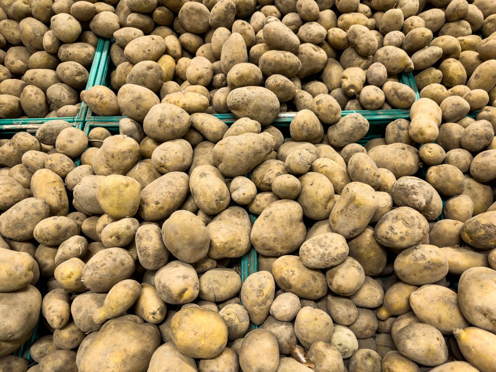 Quality Seed Potato Varieties