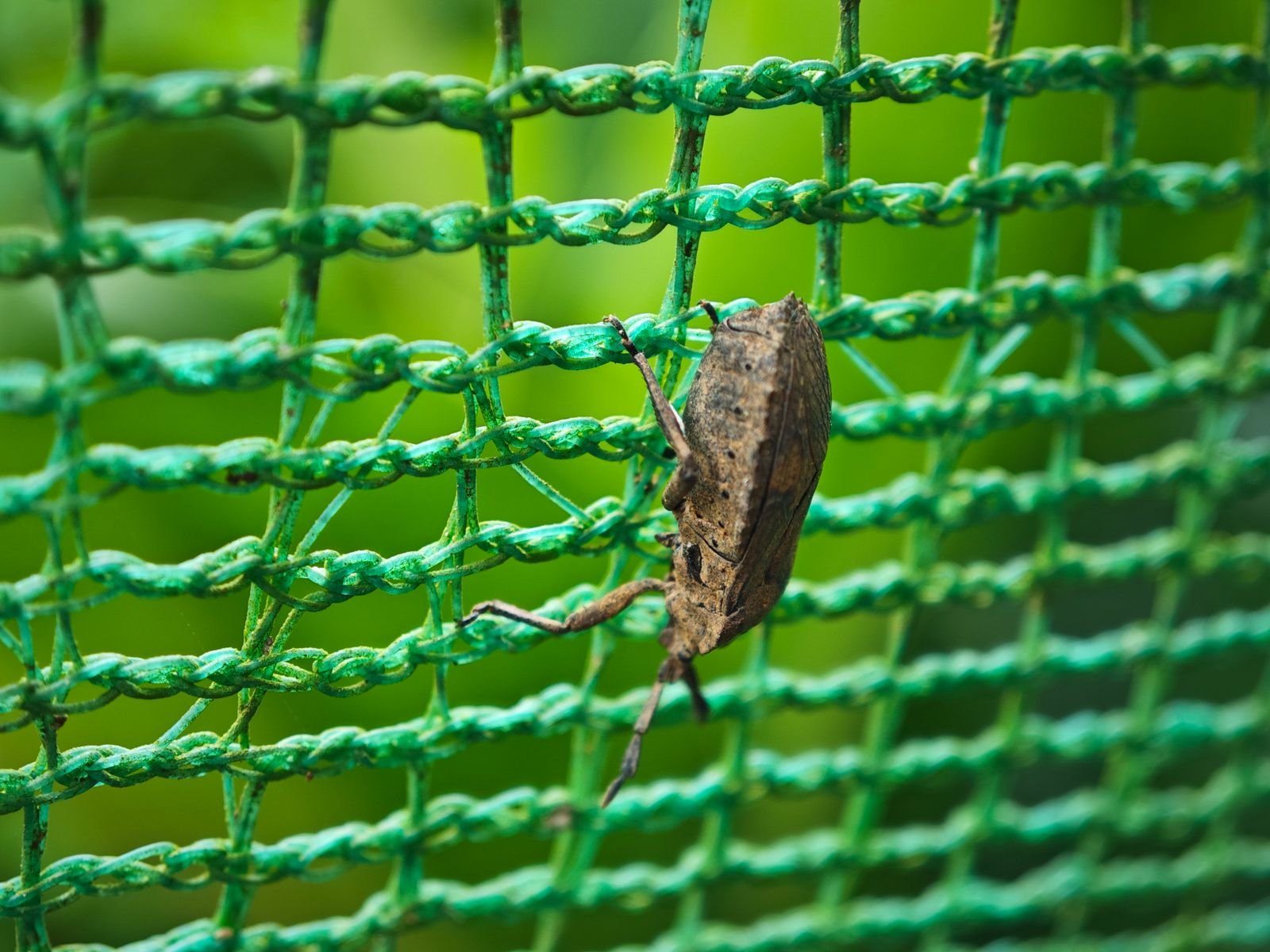 Agricultural Shade Nets Loha Maharashtra