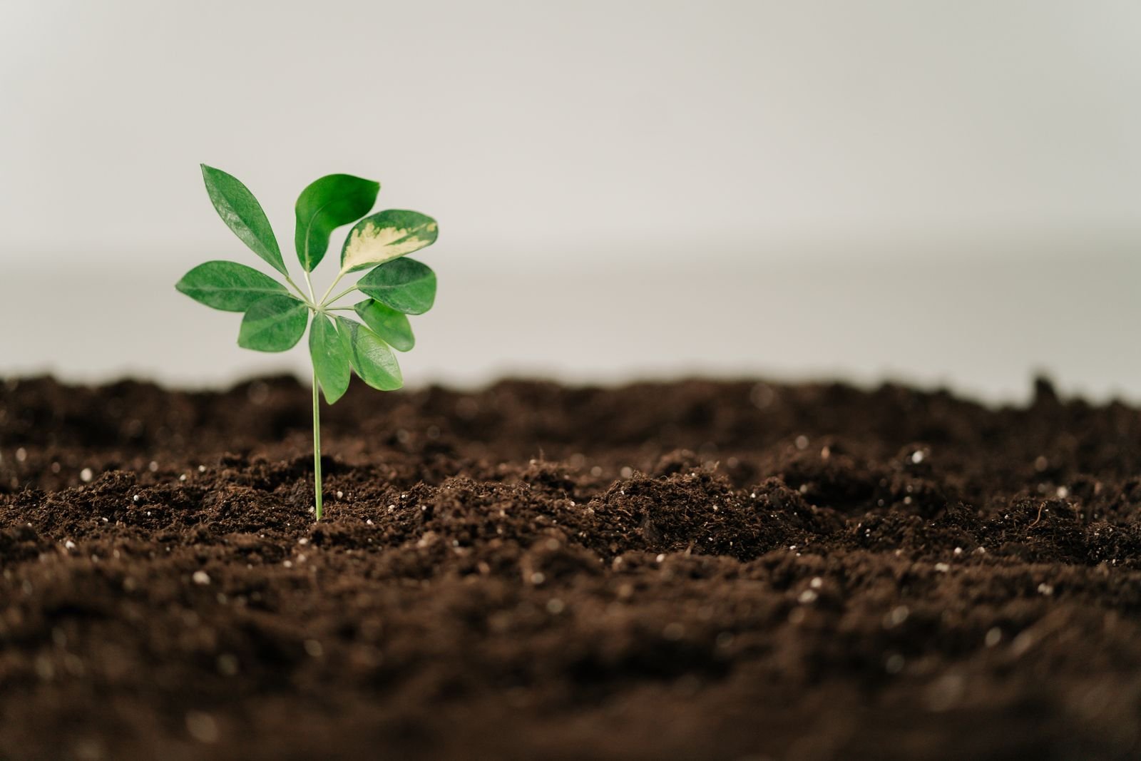 Macro and Micro Nutrient Profiling