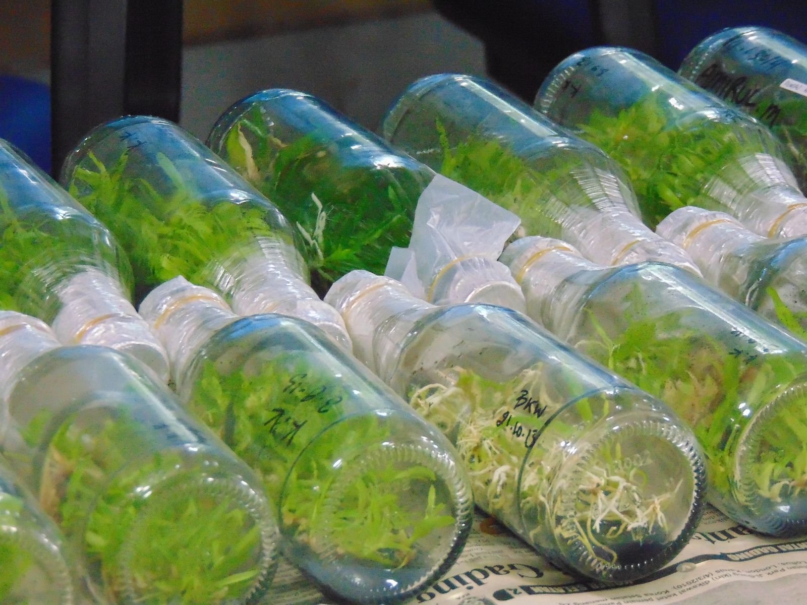 Banana Tissue Culture Plants