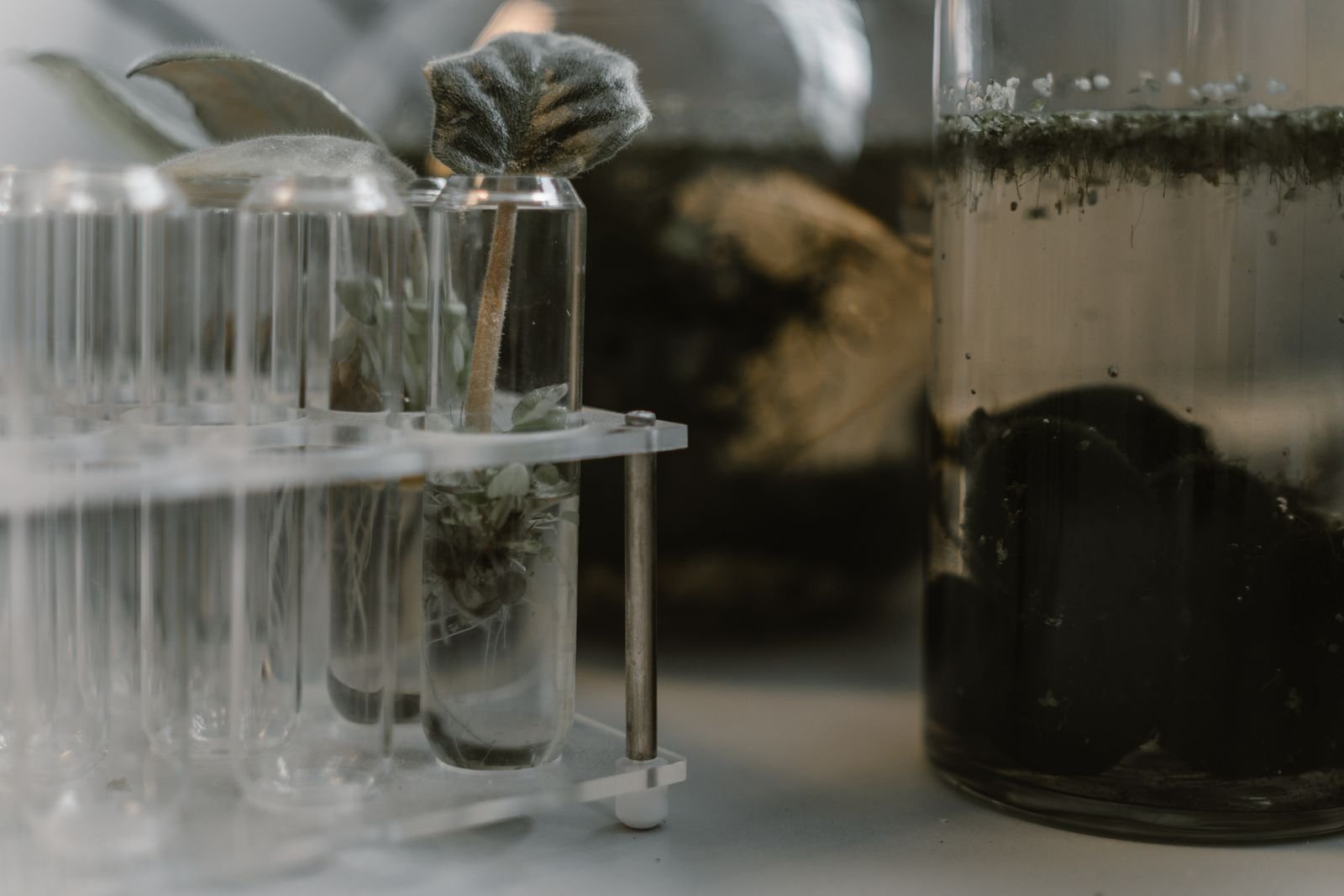 Date Palm Tissue Culture