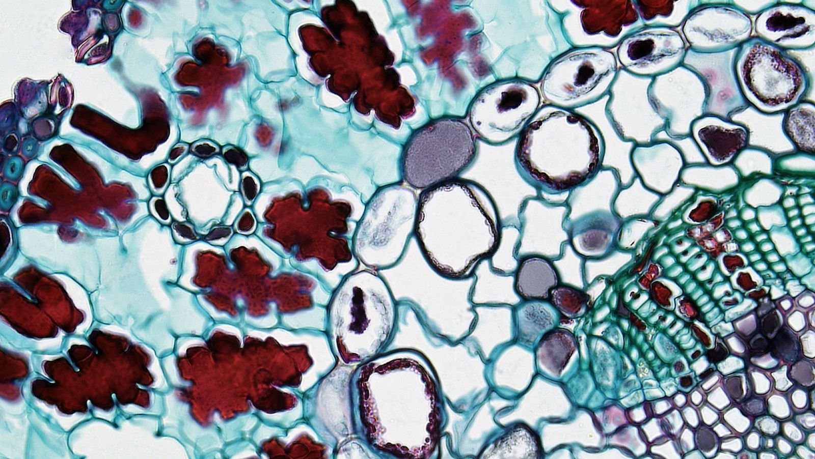 Medicinal Plant Cultures