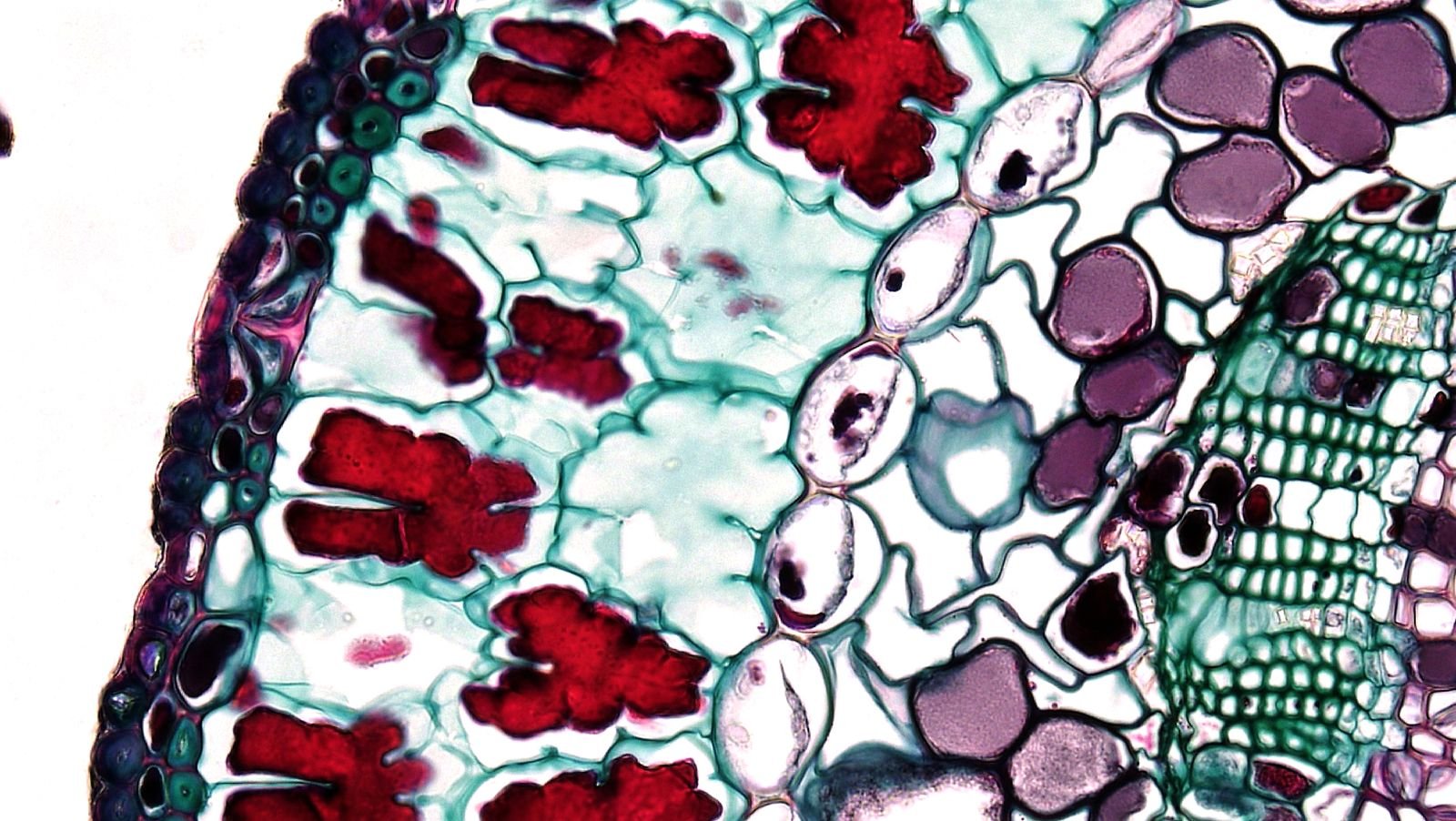 Fruit Crop Micropropagation