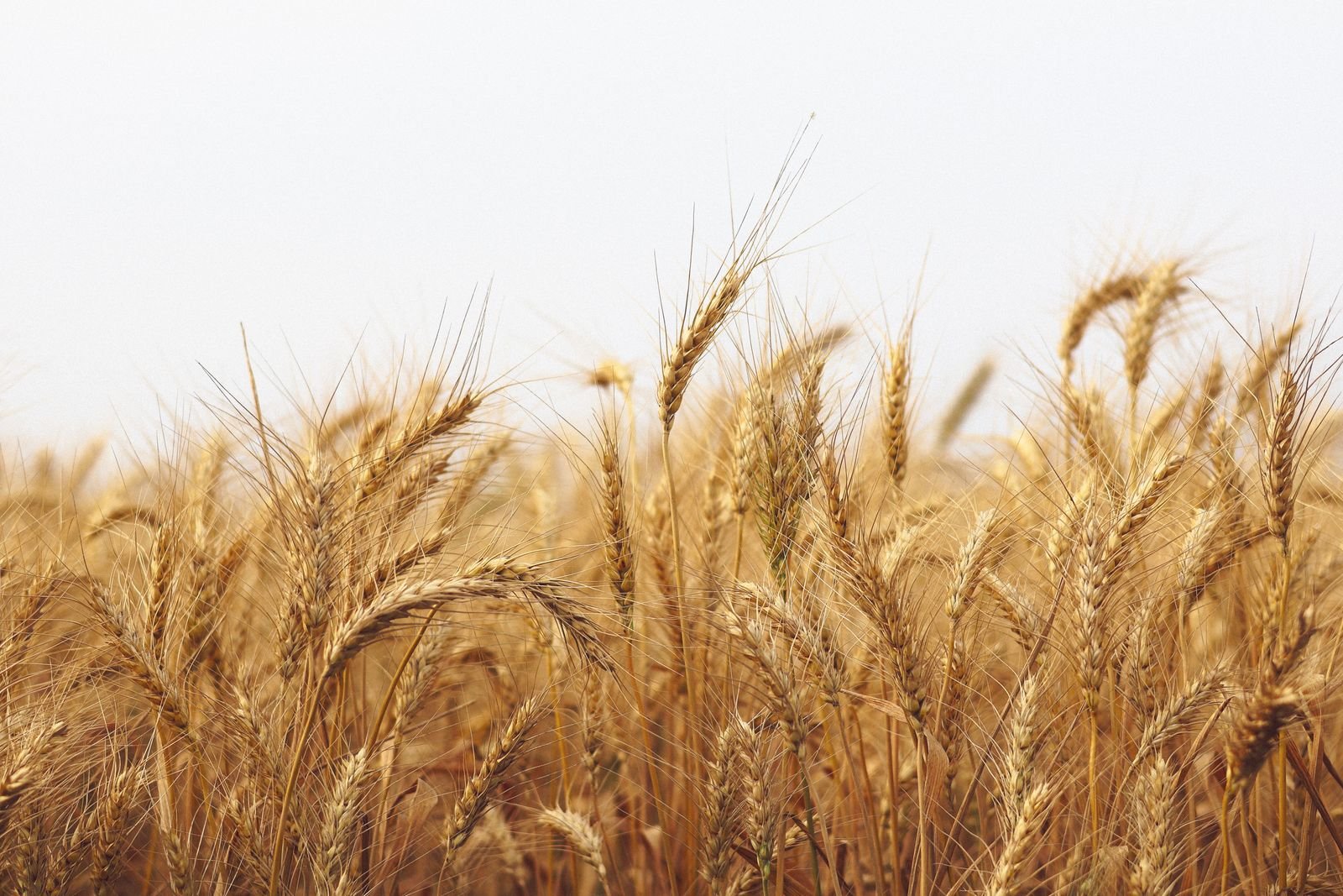 Processed Wheat Import
