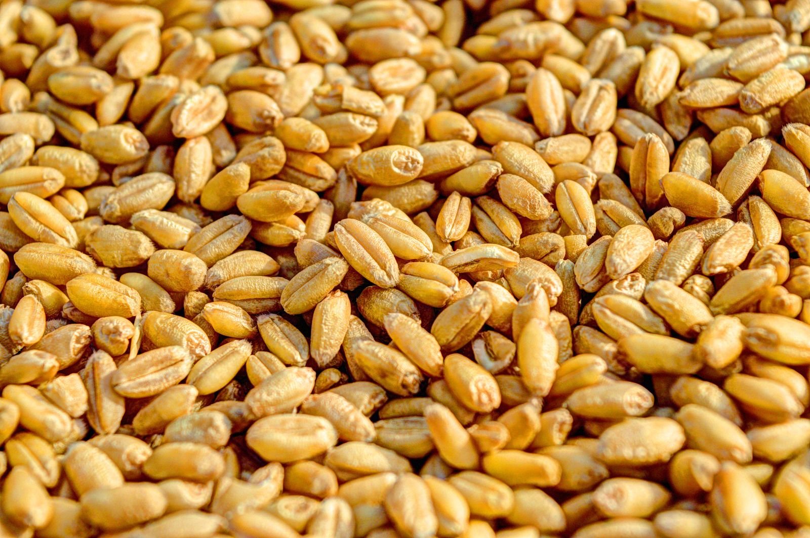 Hard Red Wheat Export