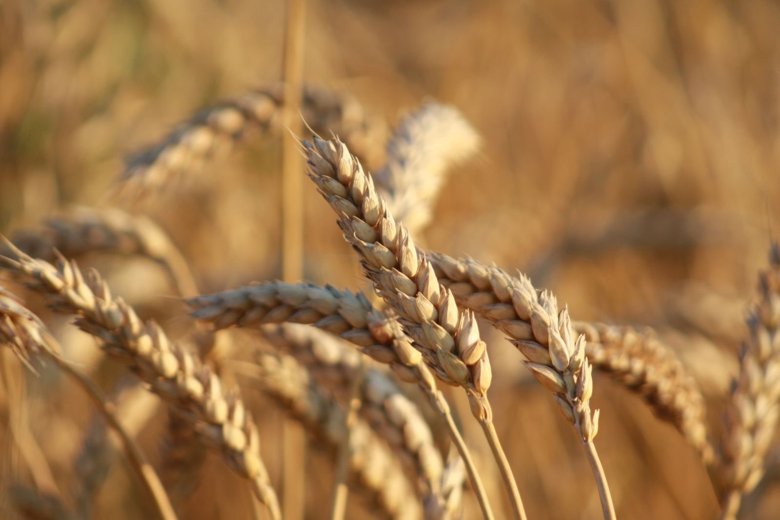 Soft White Wheat Import