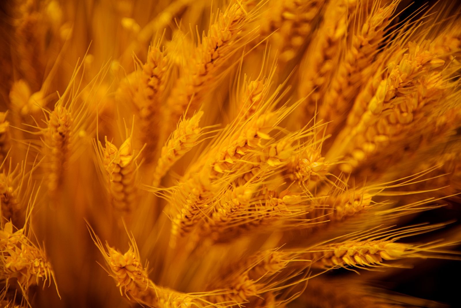 Specialty Wheat Blends Export