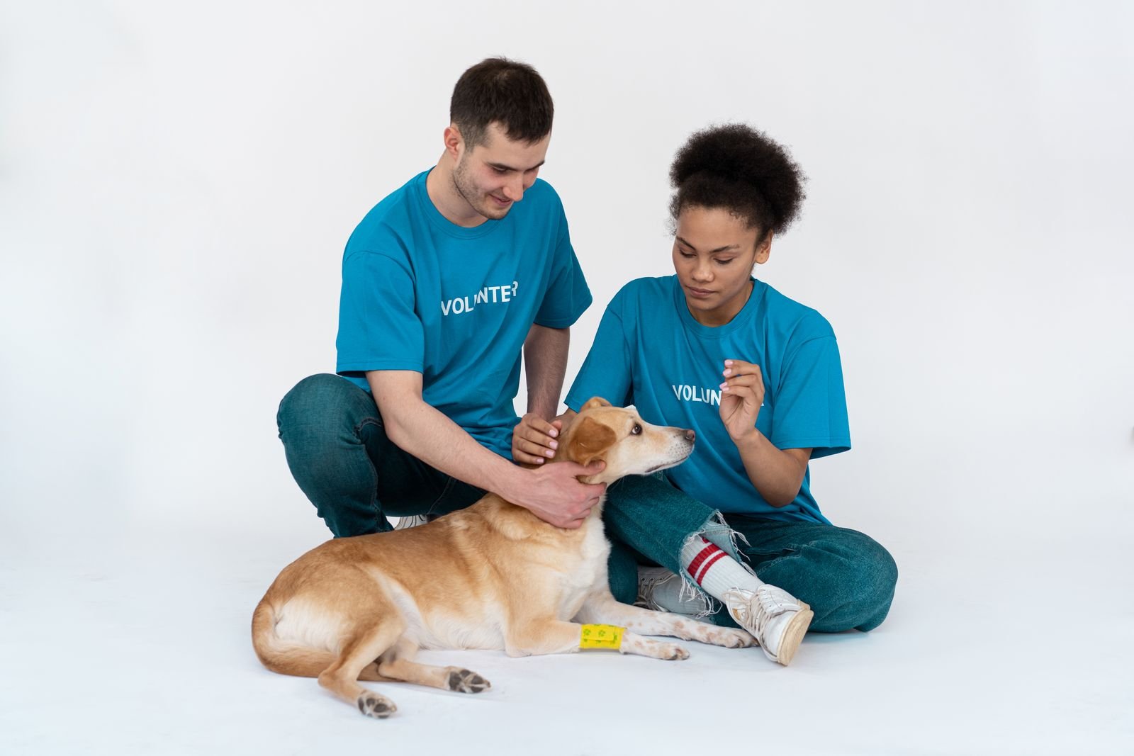 Professional Dog Training