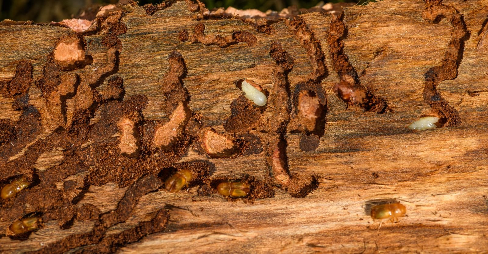 Cockroach Control