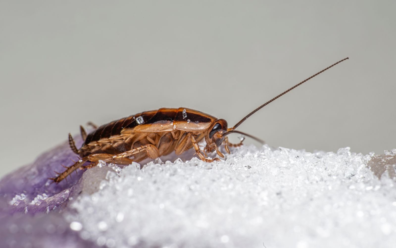 Termite Control