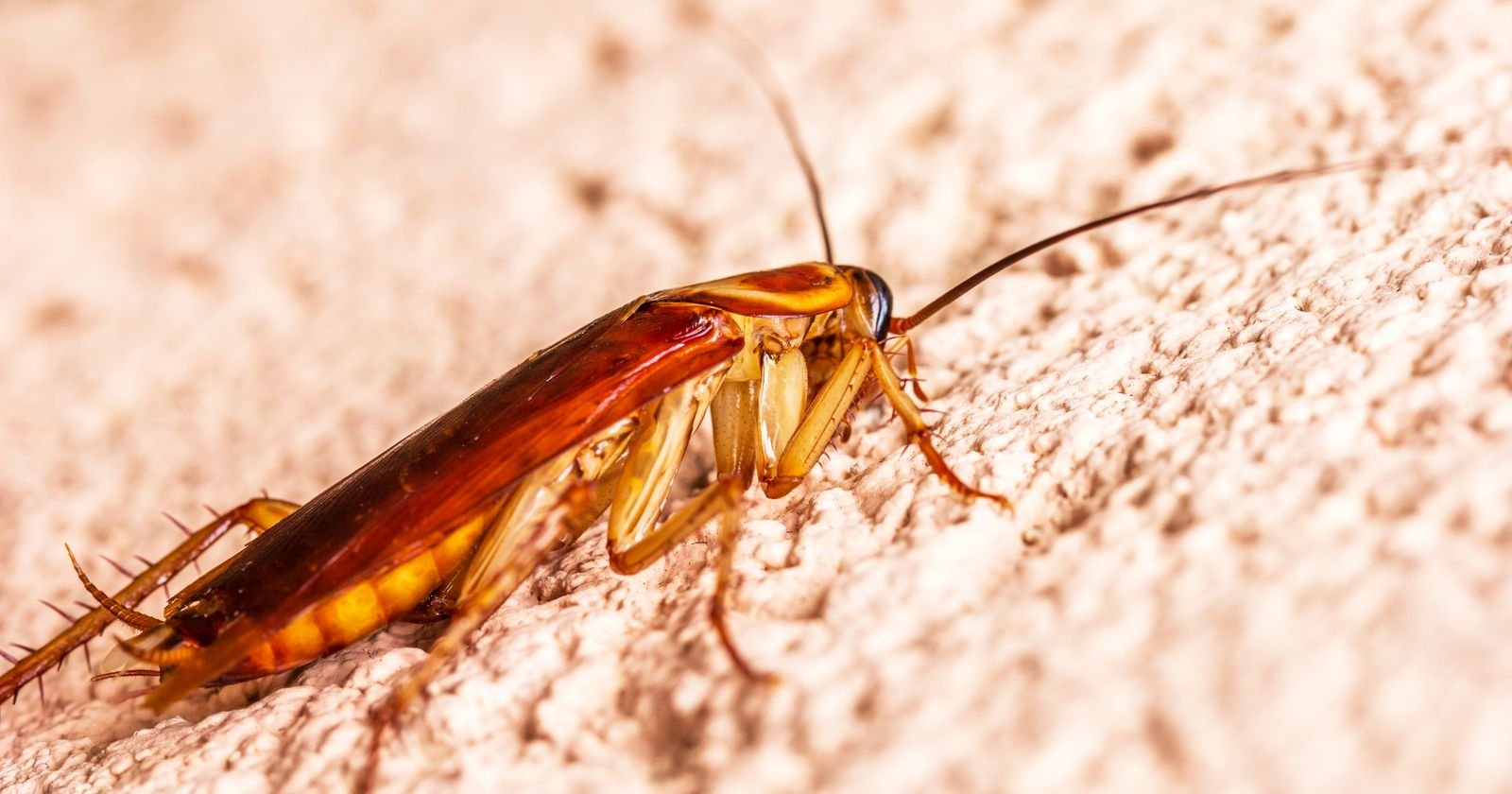 Bed Bug Treatment