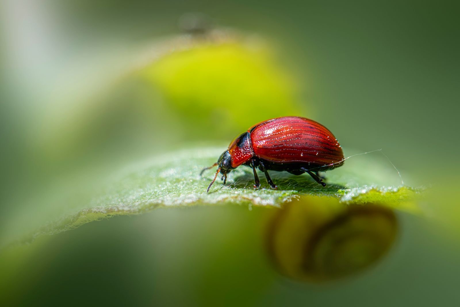 Ant Control