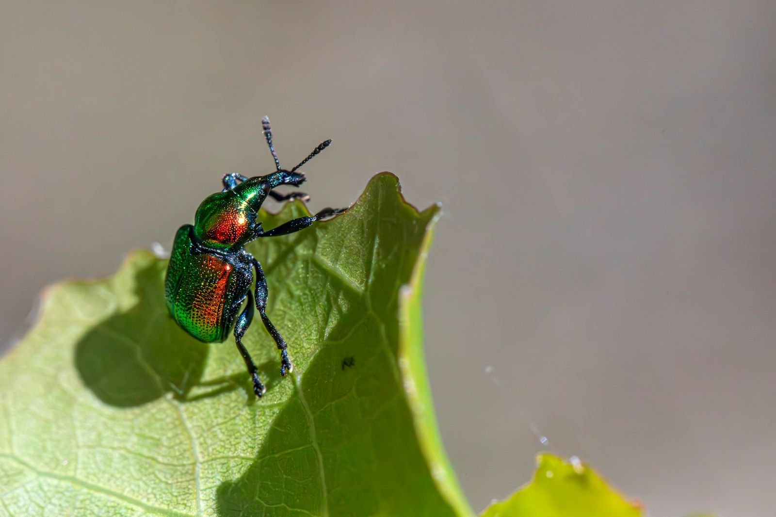 Fly Control