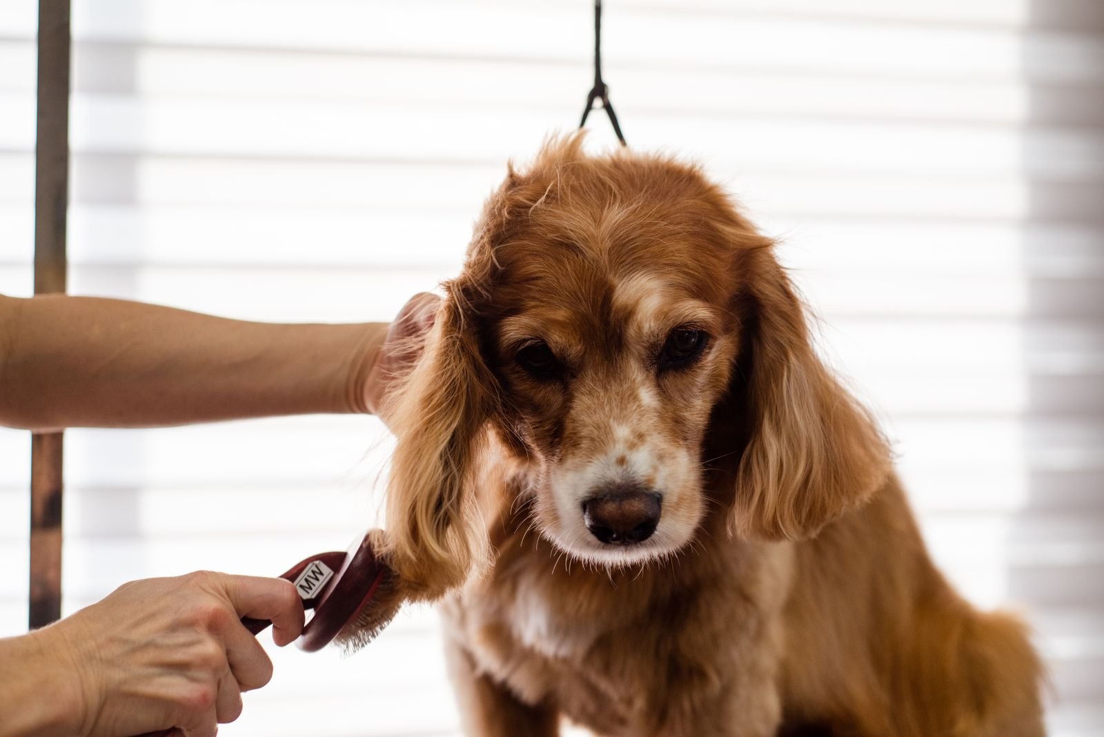 Full Grooming