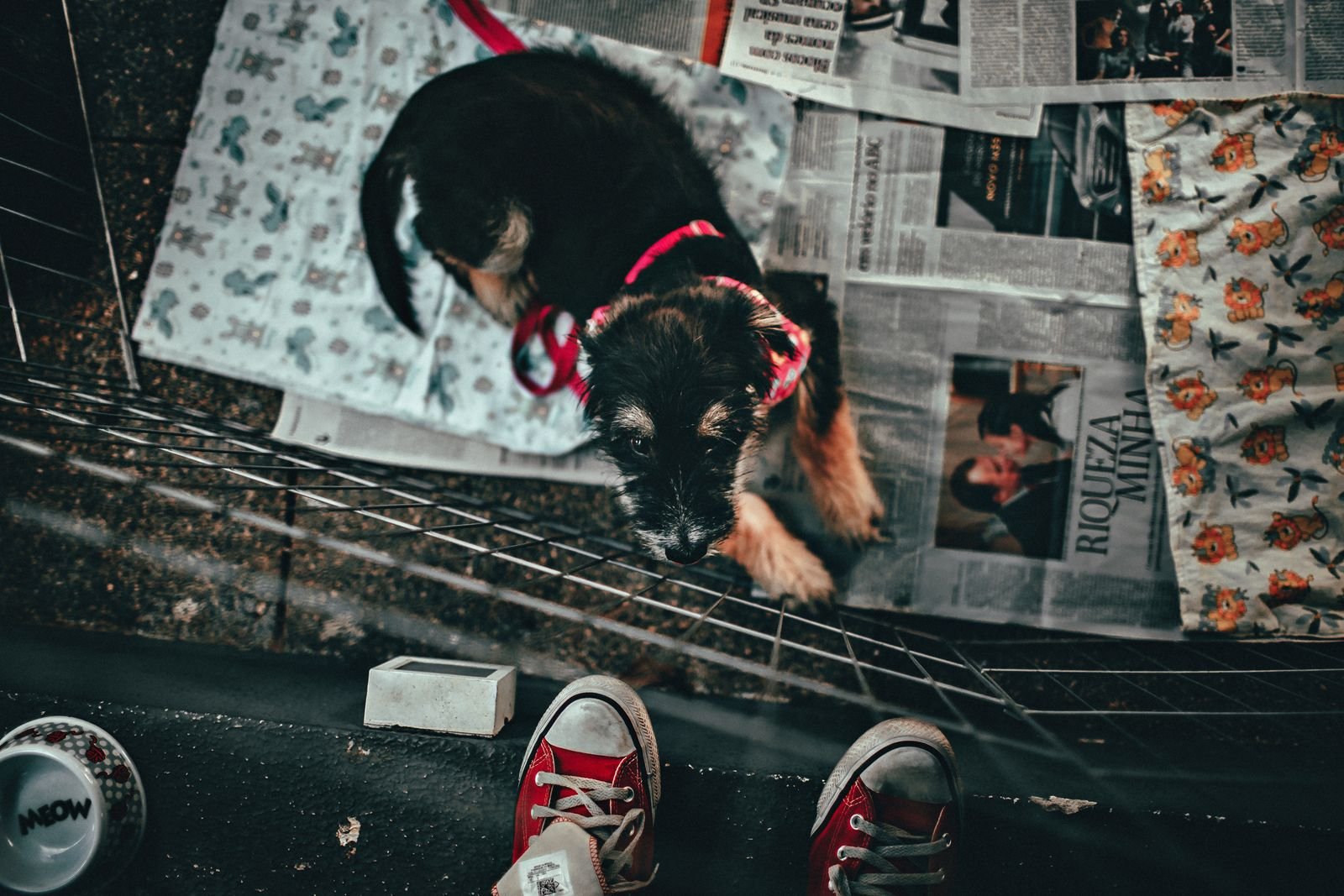Pet Toys and Accessories in Hapur