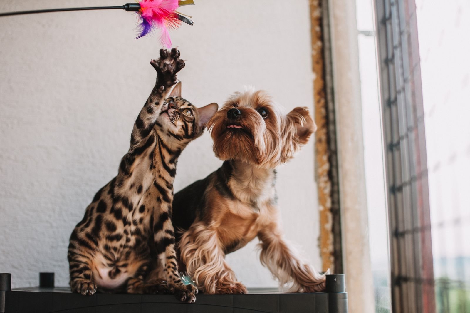 Pet Training Equipment in Hapur