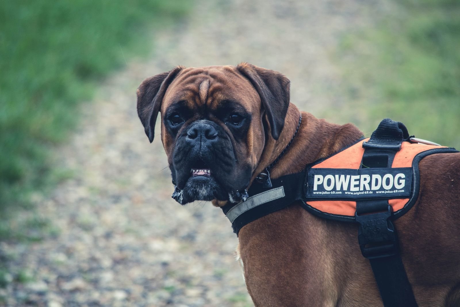 Protection Training
