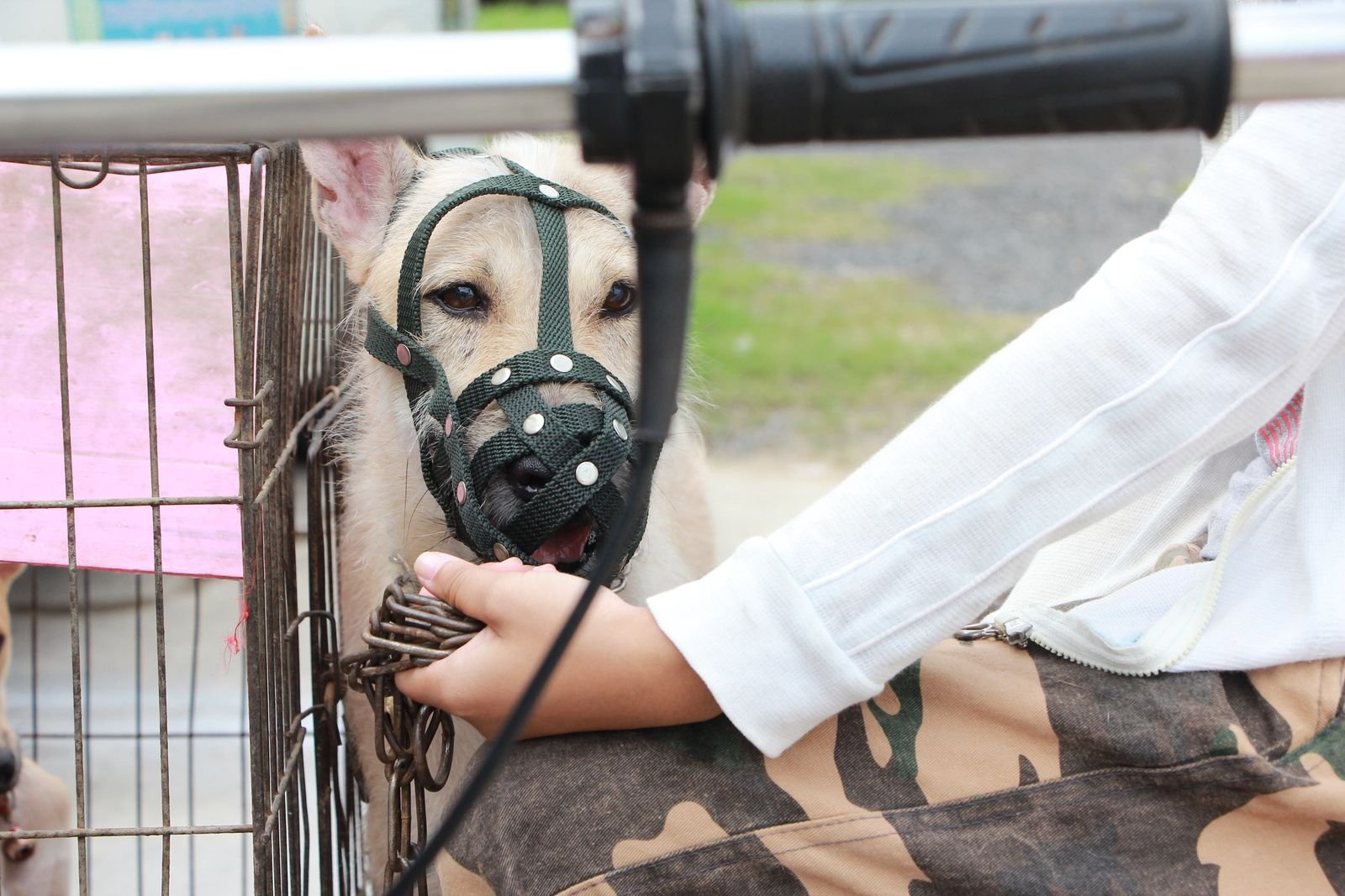 Dog Behavior Assessment