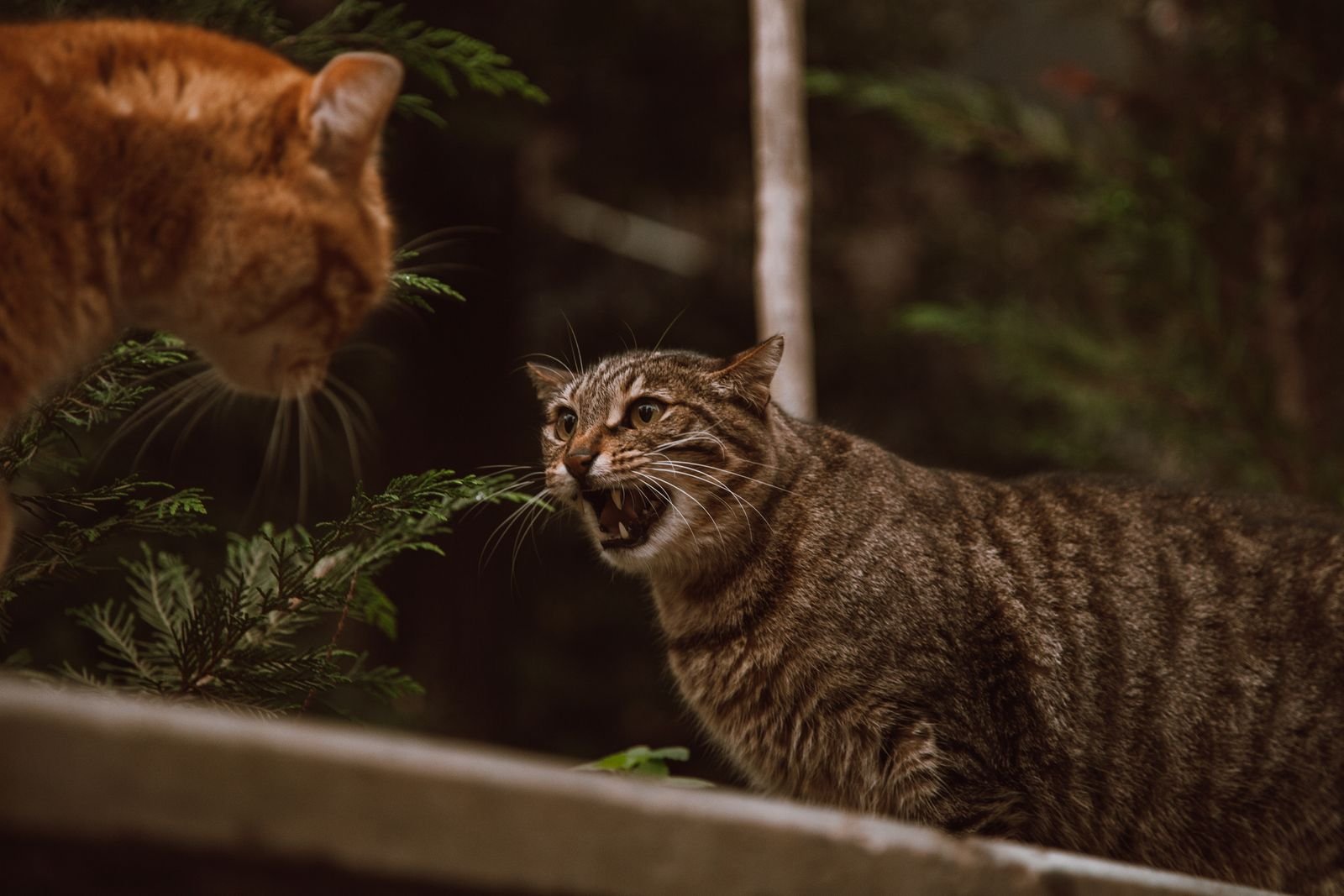 Territorial Aggression Management