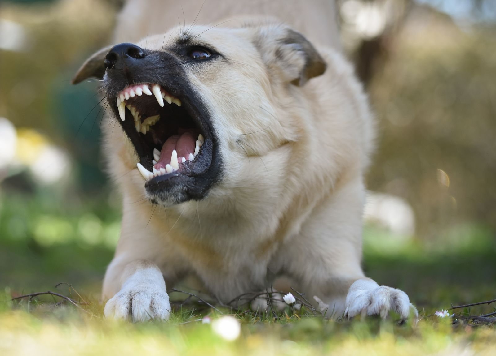 Socialization Programs