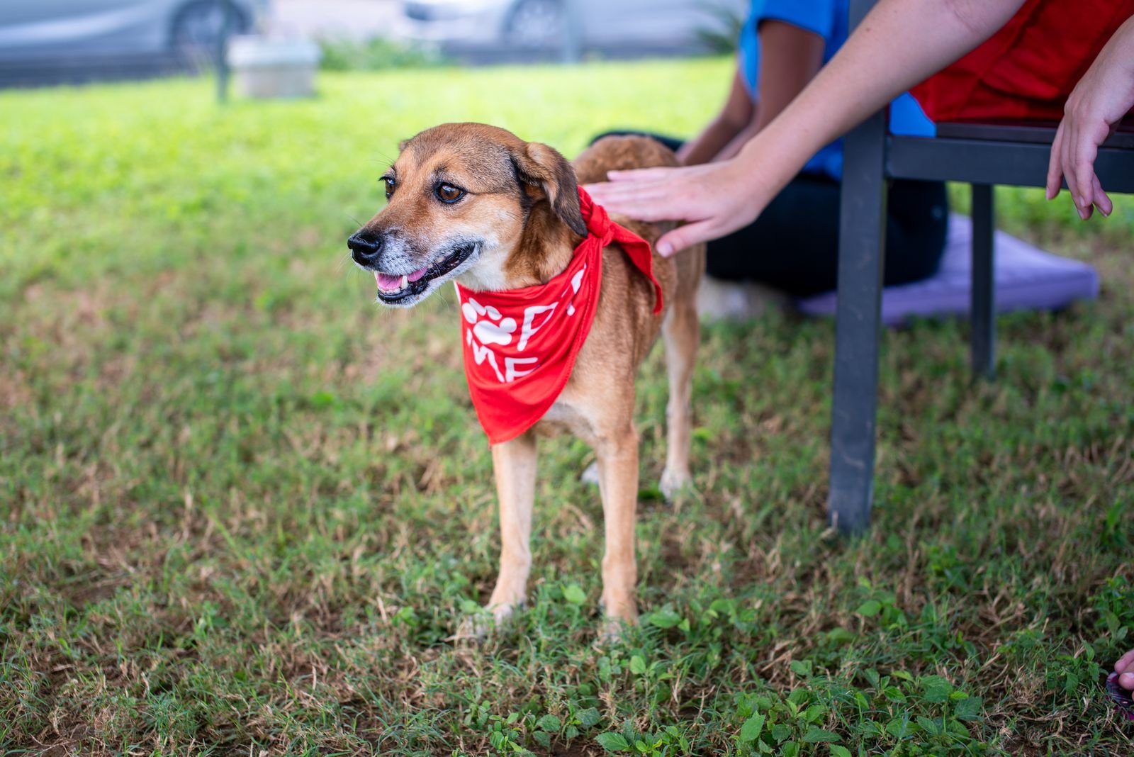 Pet Adoption Services