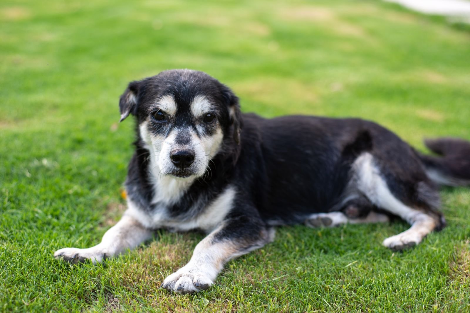 Adopt a loving pet in Gopalpur