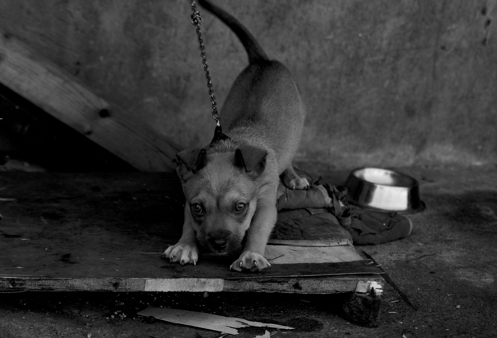 Rescue and care for animals in Gopalpur