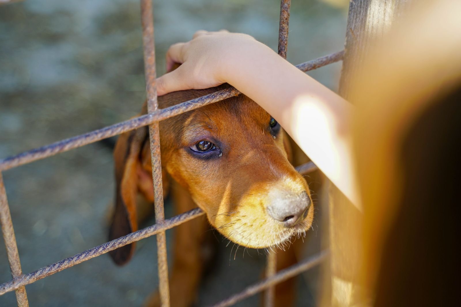Vaccination & Deworming