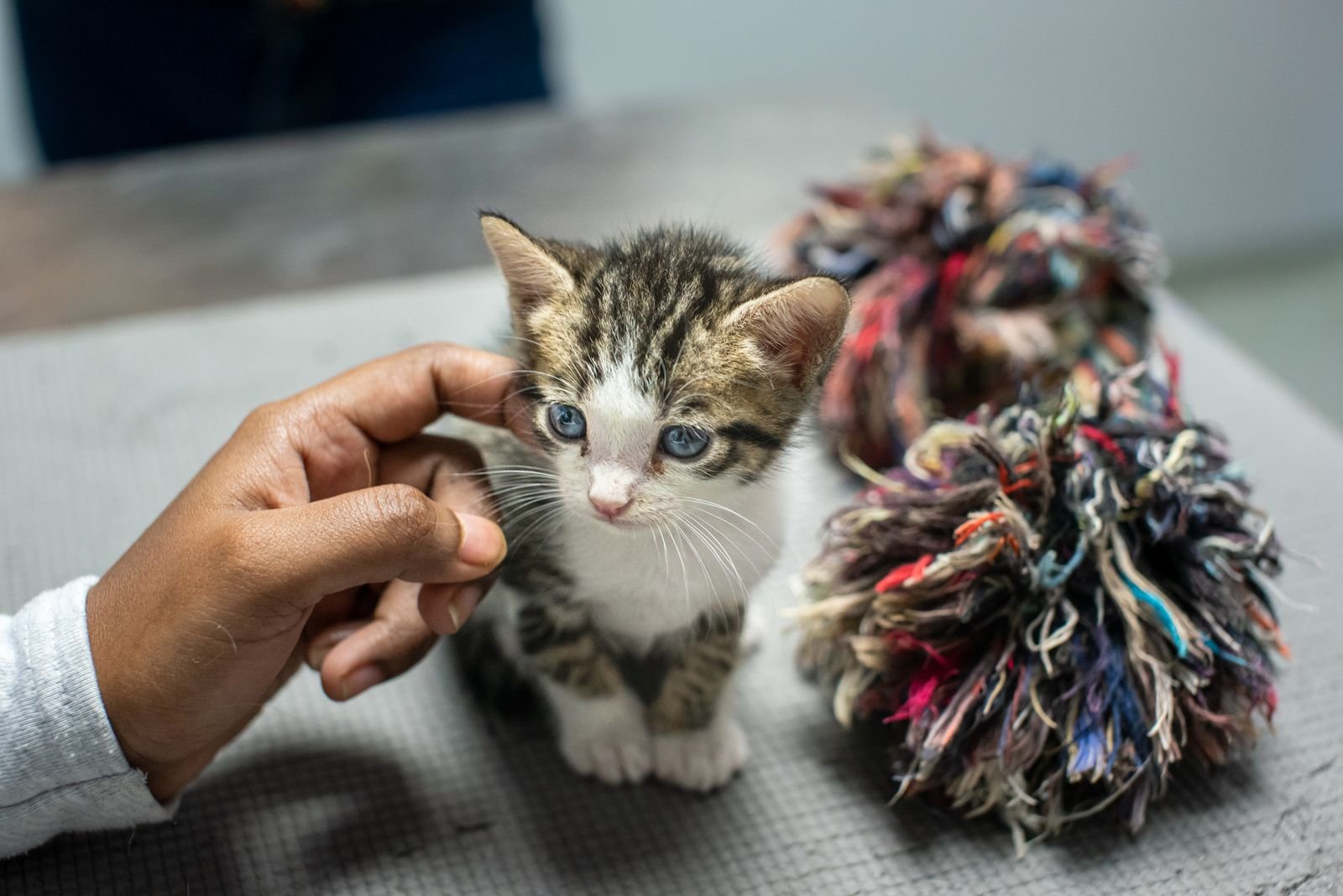 Adopt a loving pet