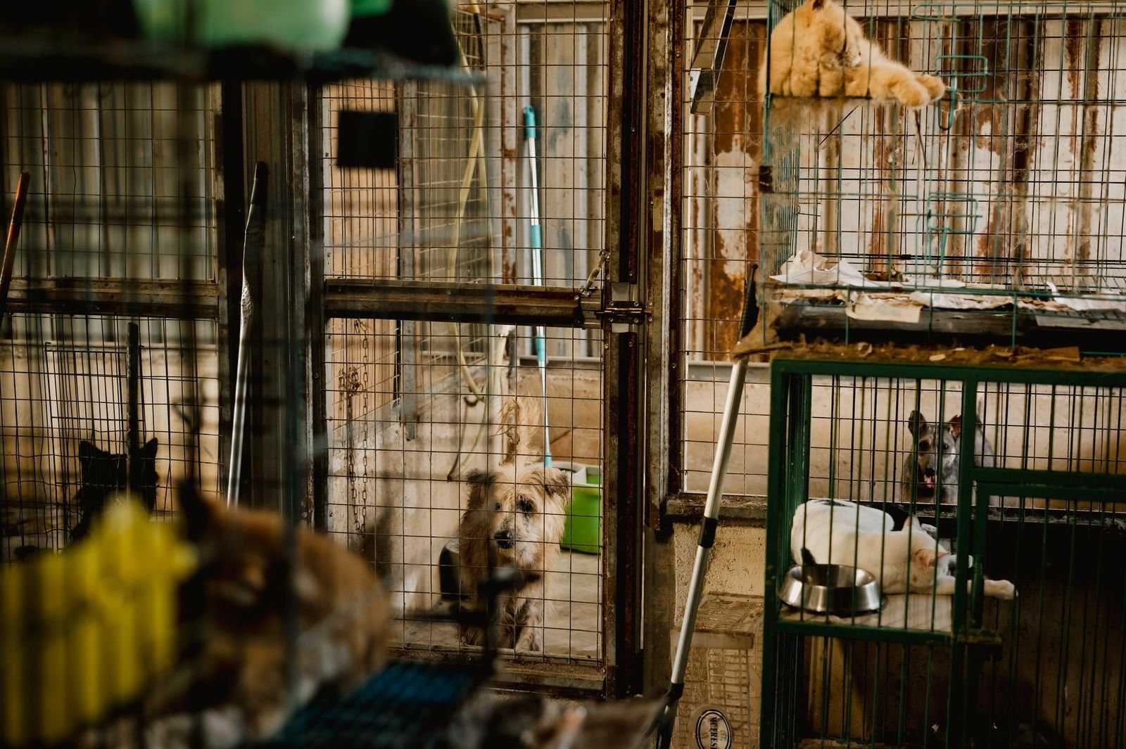 Rescue and rehabilitation