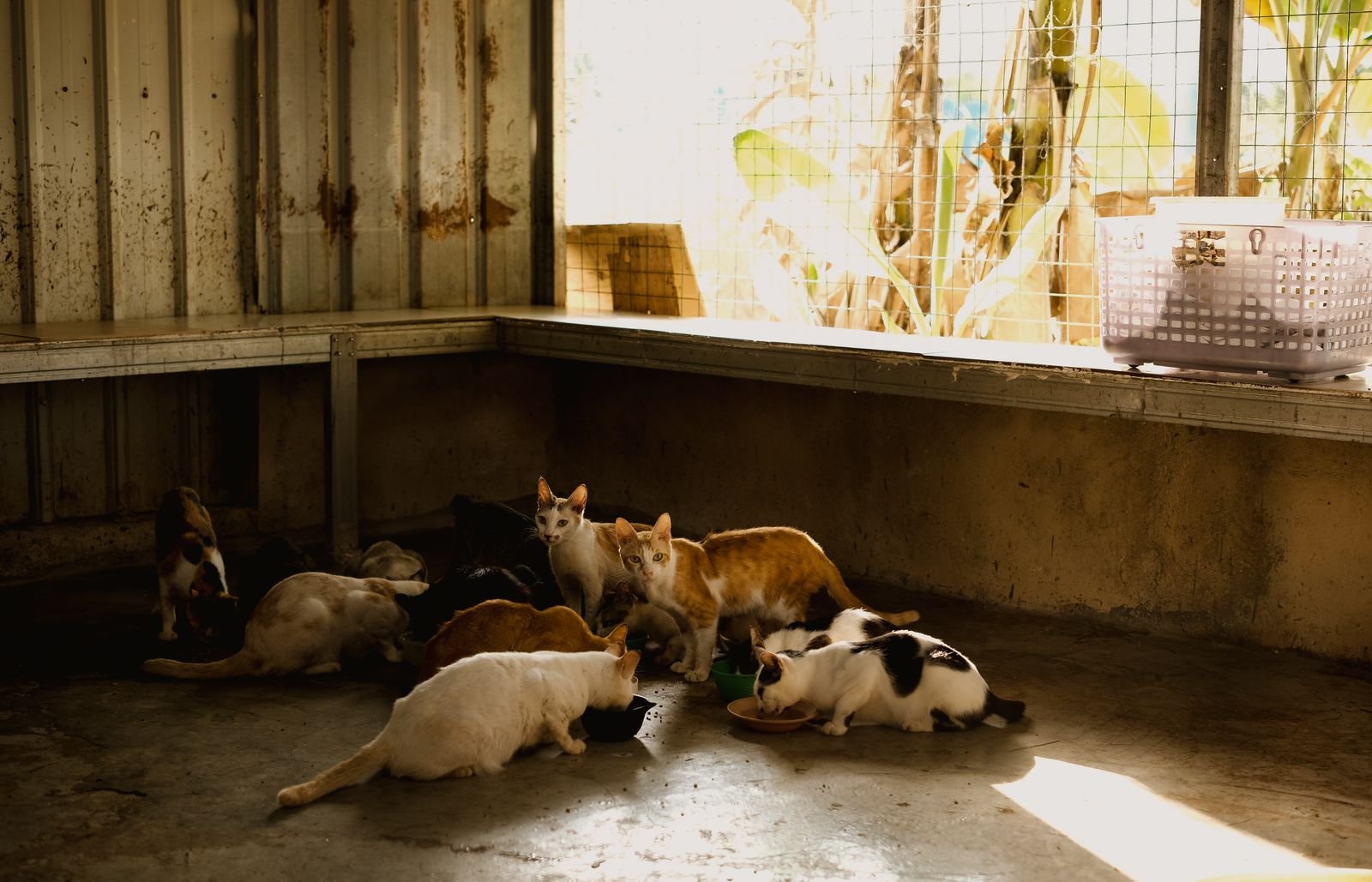Happy adopted pets