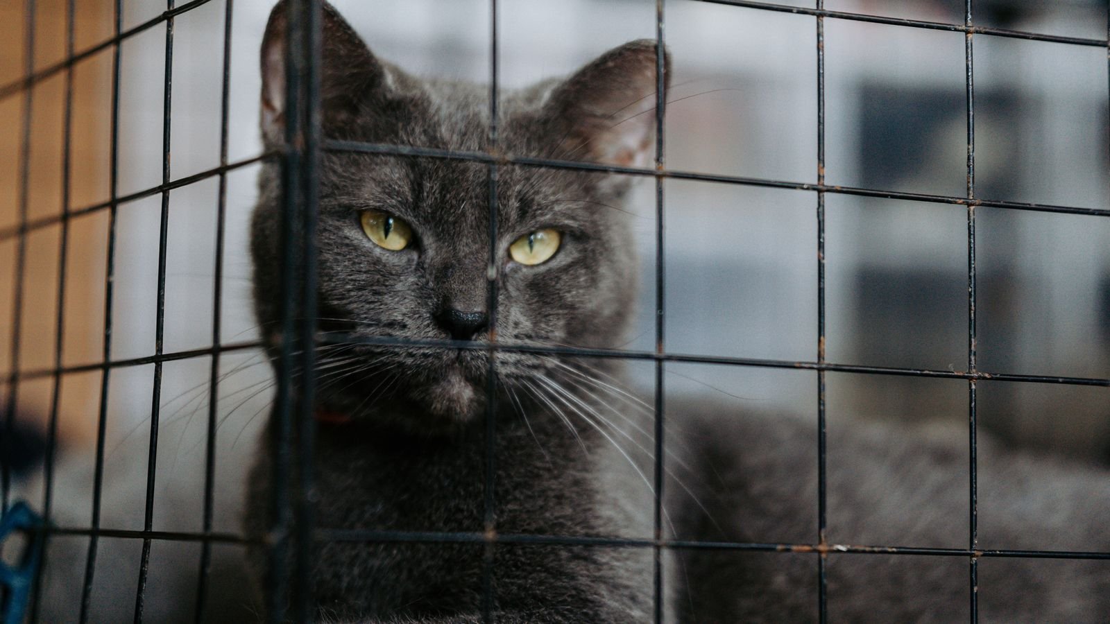 Animal Rescue & Rehabilitation