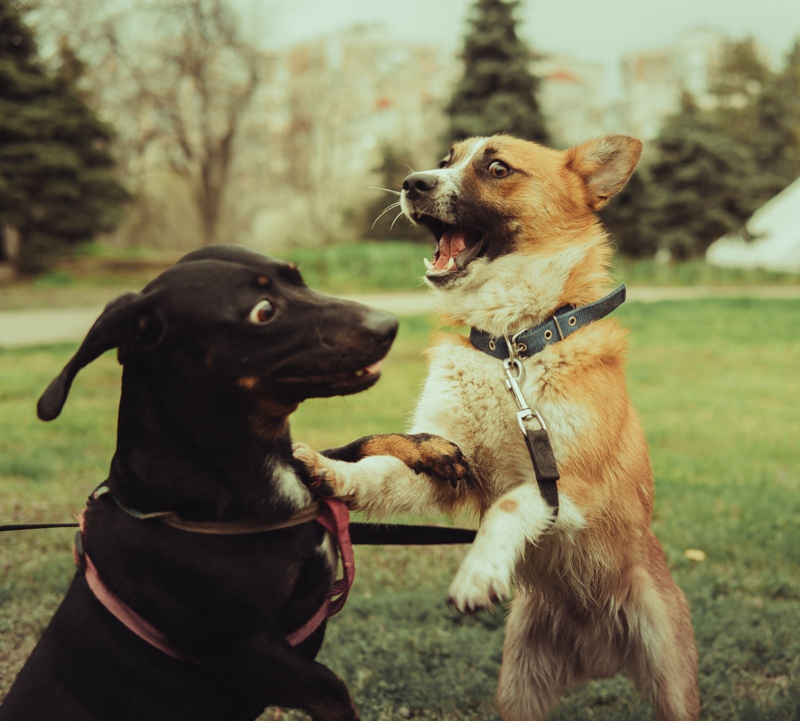Dog Behavior Assessment Purna