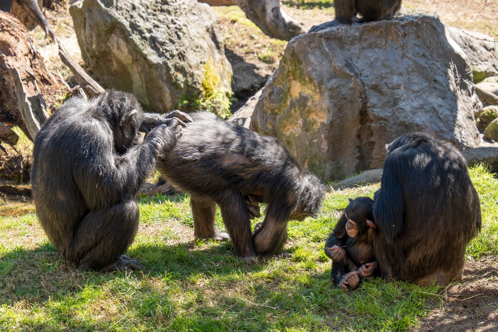 Puppy Socialization Training Purna