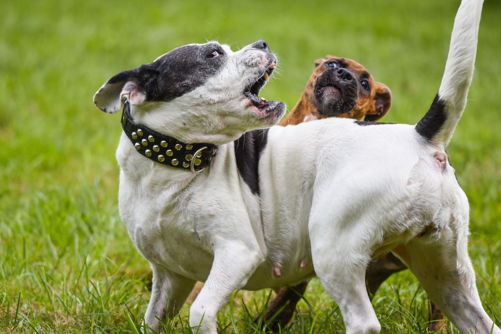 Aggression Management Purna