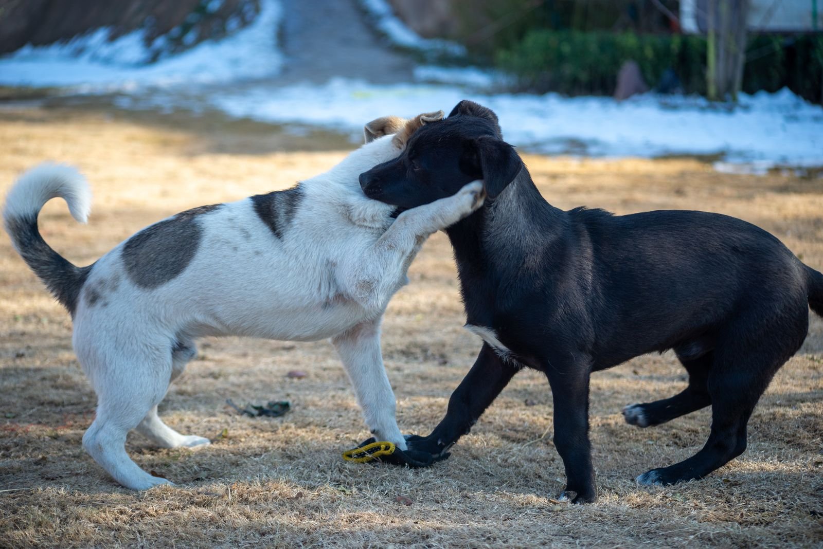 Pet Training Purna Maharashtra