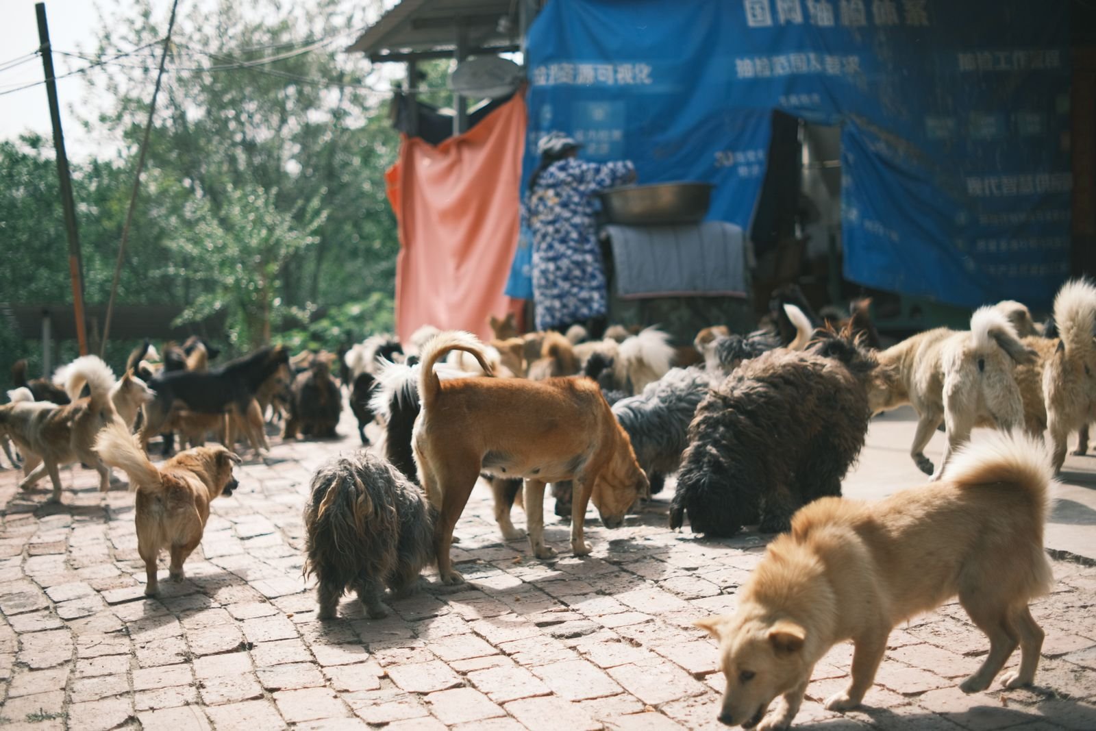 Pet Adoption Programs in Mira Road Mumbai