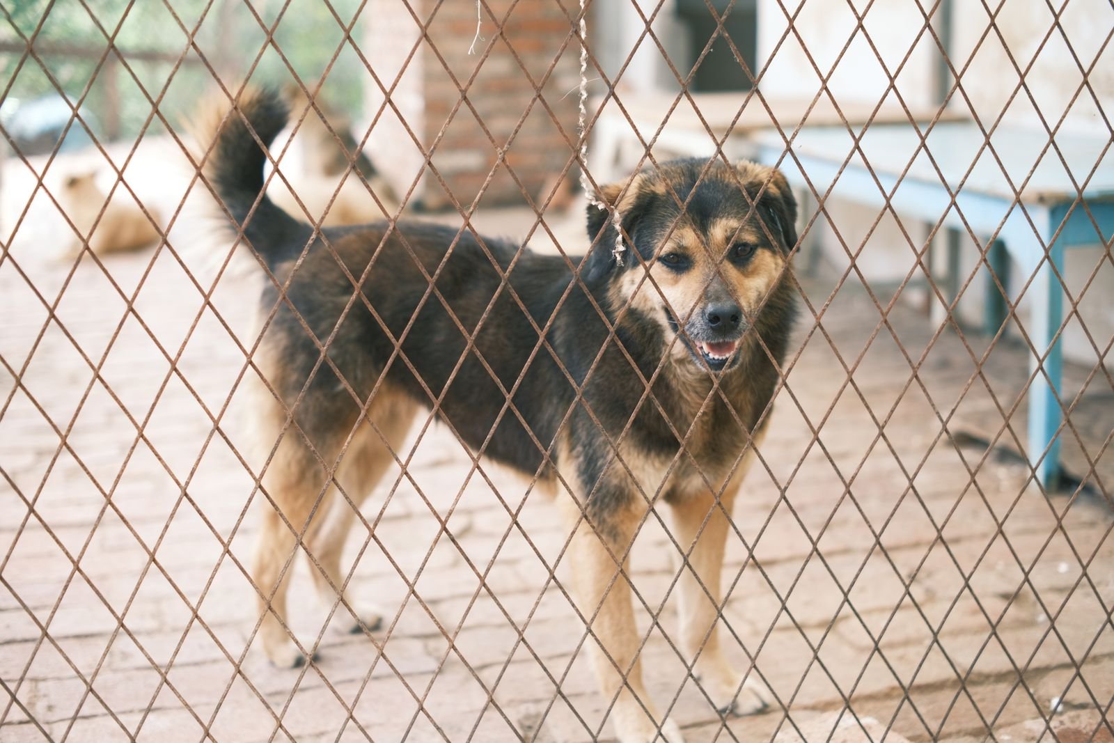 Pain Management for Pets Pune